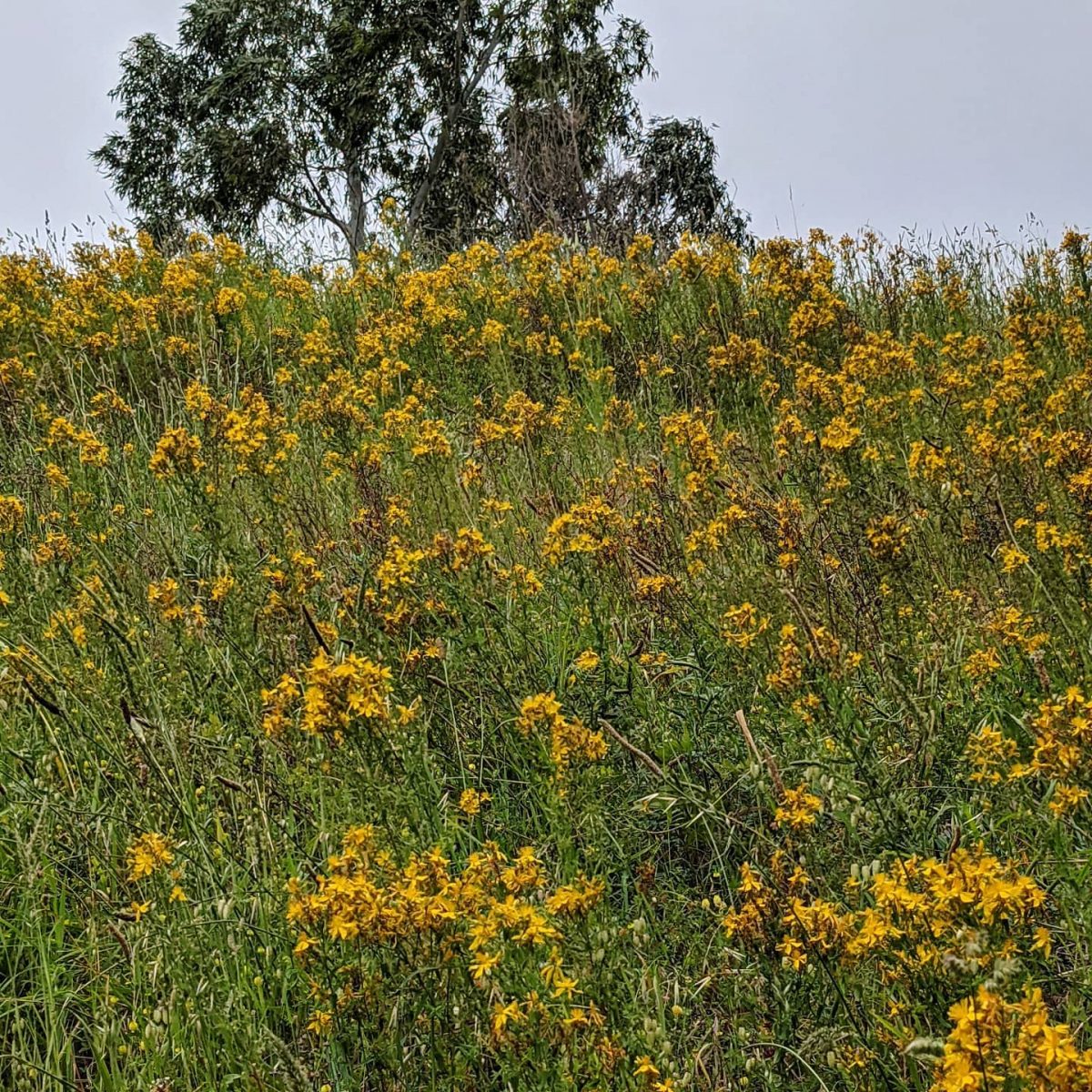 St John’s Wort (Hypericum perforatum) Weeds of Melbourne