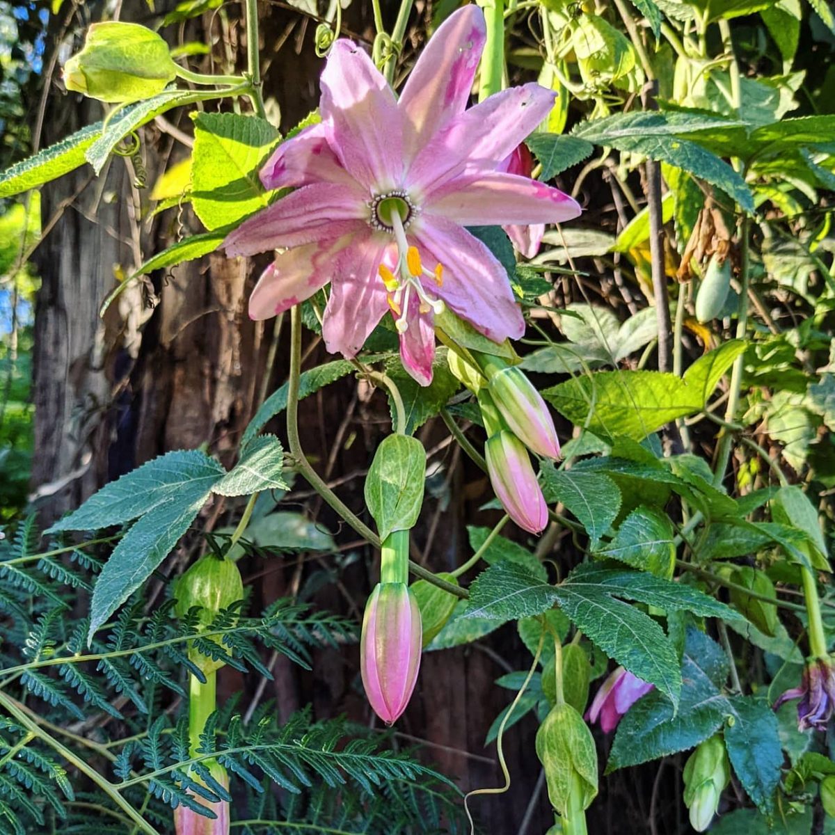 Banana Passionfruit (Passiflora tarminiana) Weeds of Melbourne