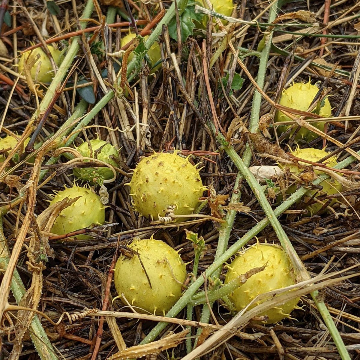 Prickly Paddy Melon (<em>Cucumis myriocarpus</em>)