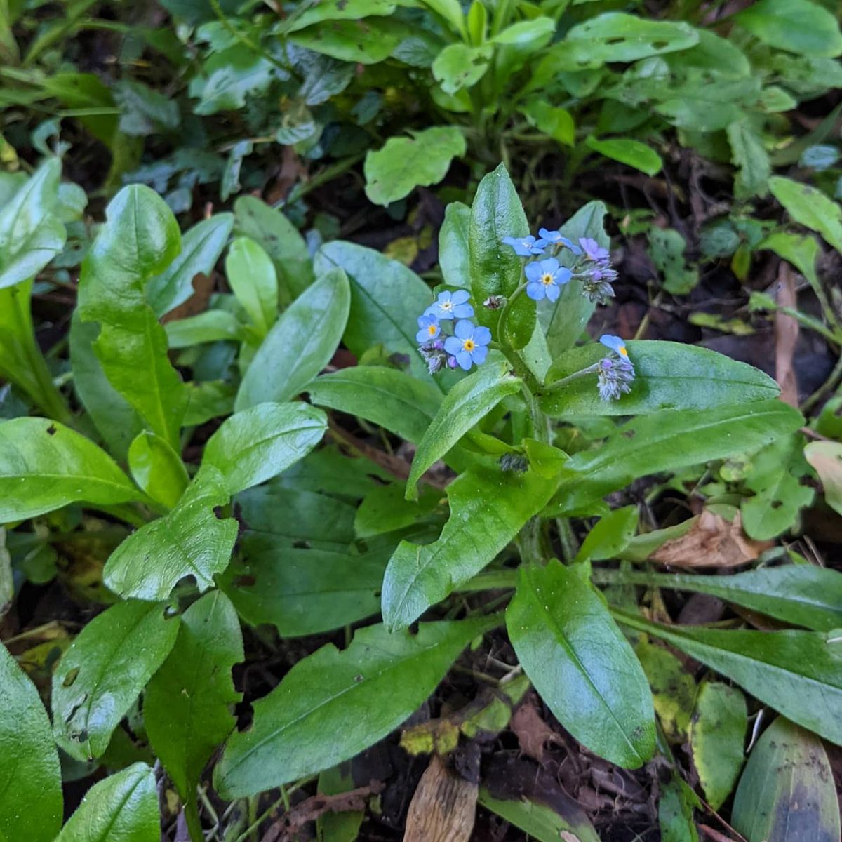 Wood (Myosotis sylvatica) Weeds of Melbourne