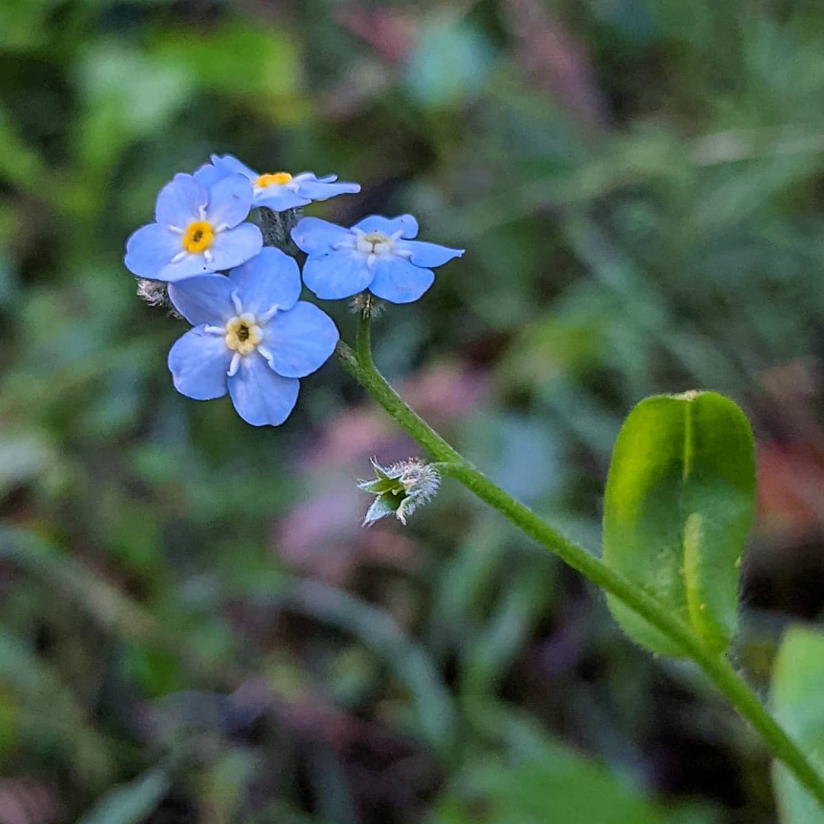 Wood (Myosotis sylvatica) Weeds of Melbourne