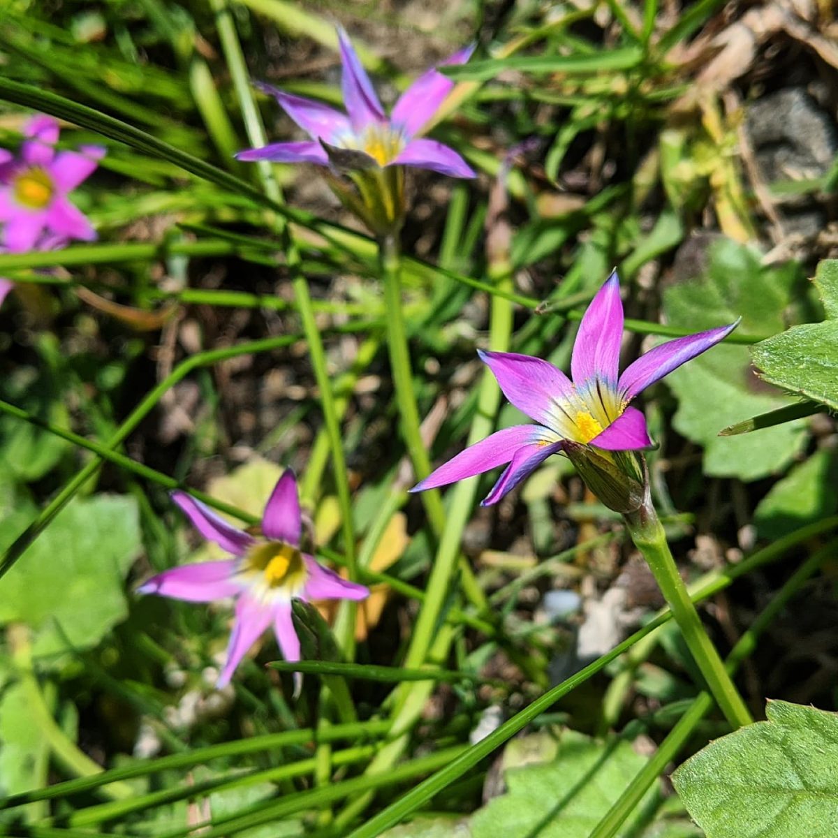 Onion Grass (Romulea rosea) Weeds of Melbourne