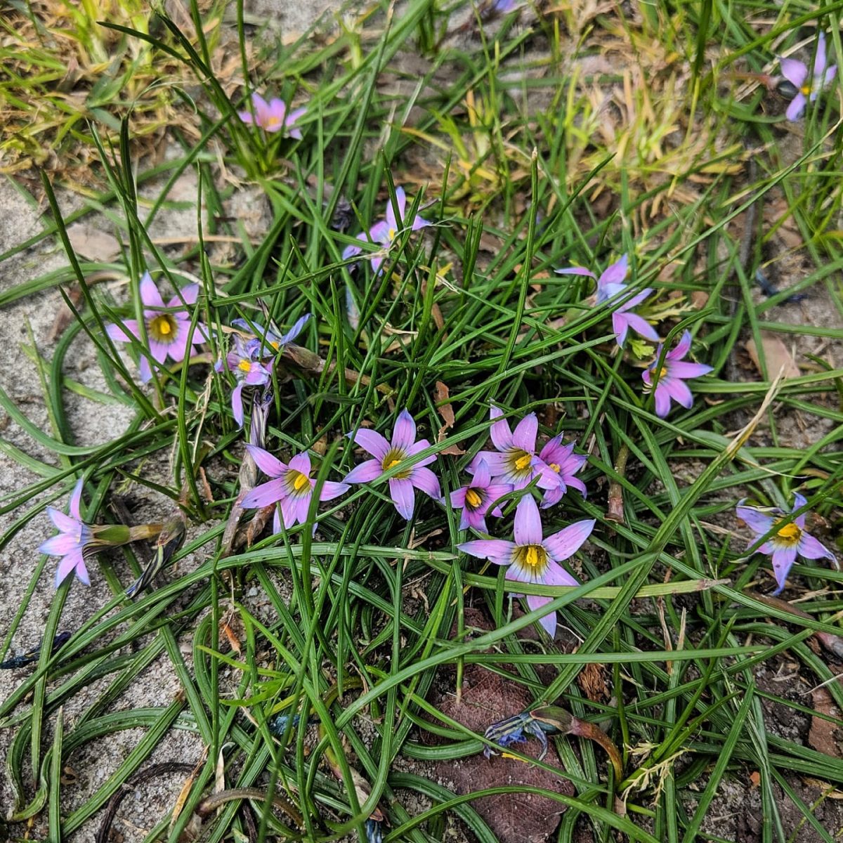 Onion Grass (Romulea rosea) Weeds of Melbourne