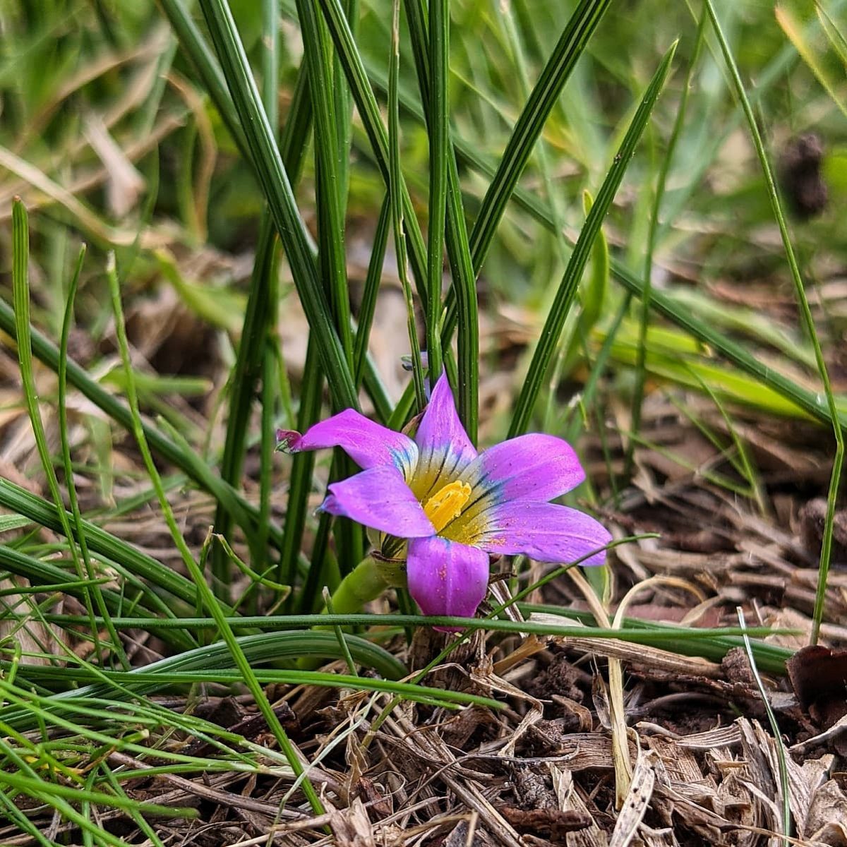 Onion Grass (Romulea rosea) Weeds of Melbourne