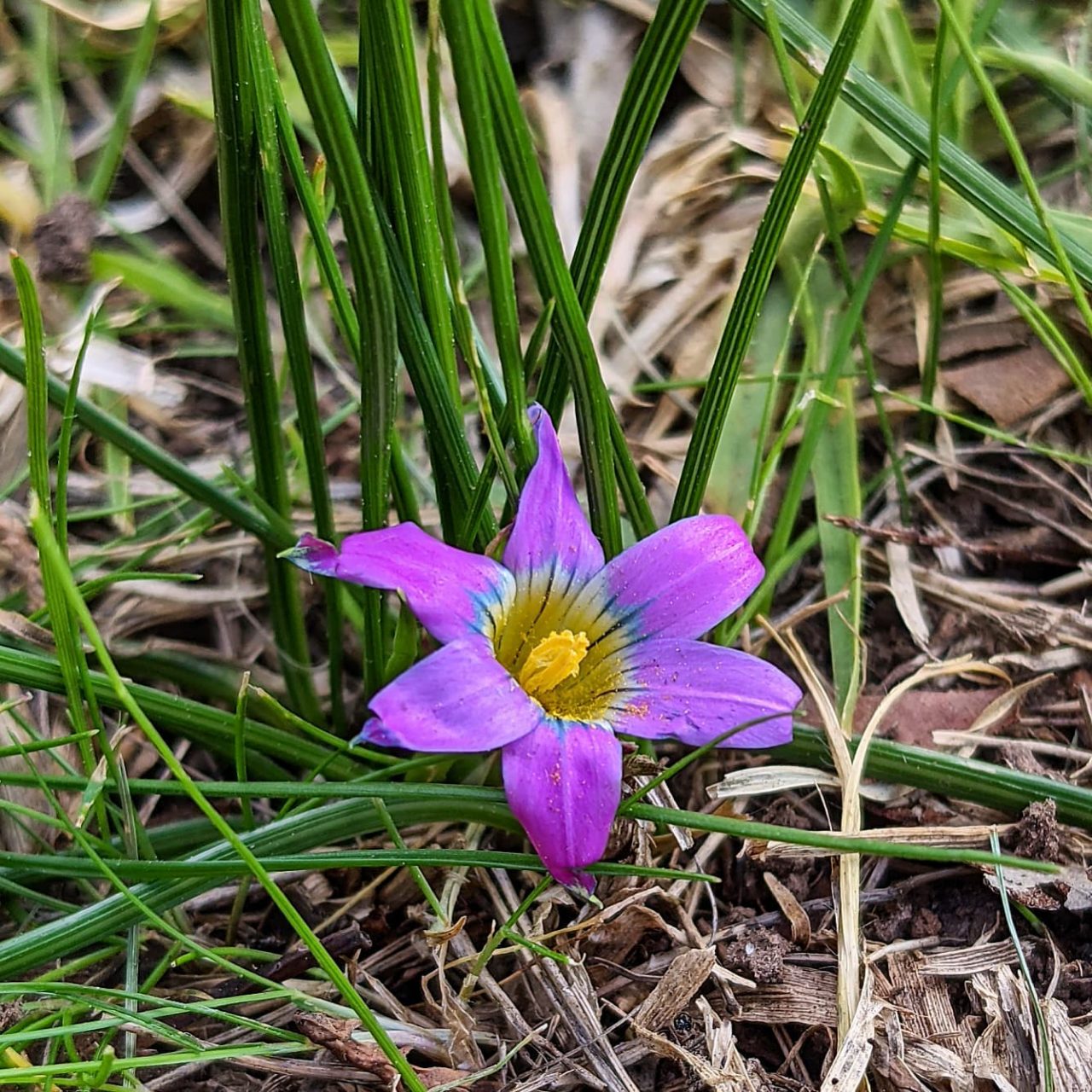 Onion Grass (Romulea rosea) Weeds of Melbourne