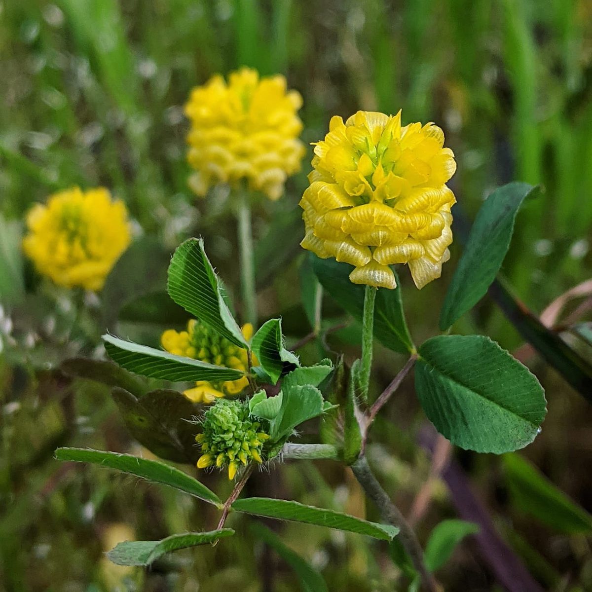 Hop Clover (<em>Trifolium campestre</em>)