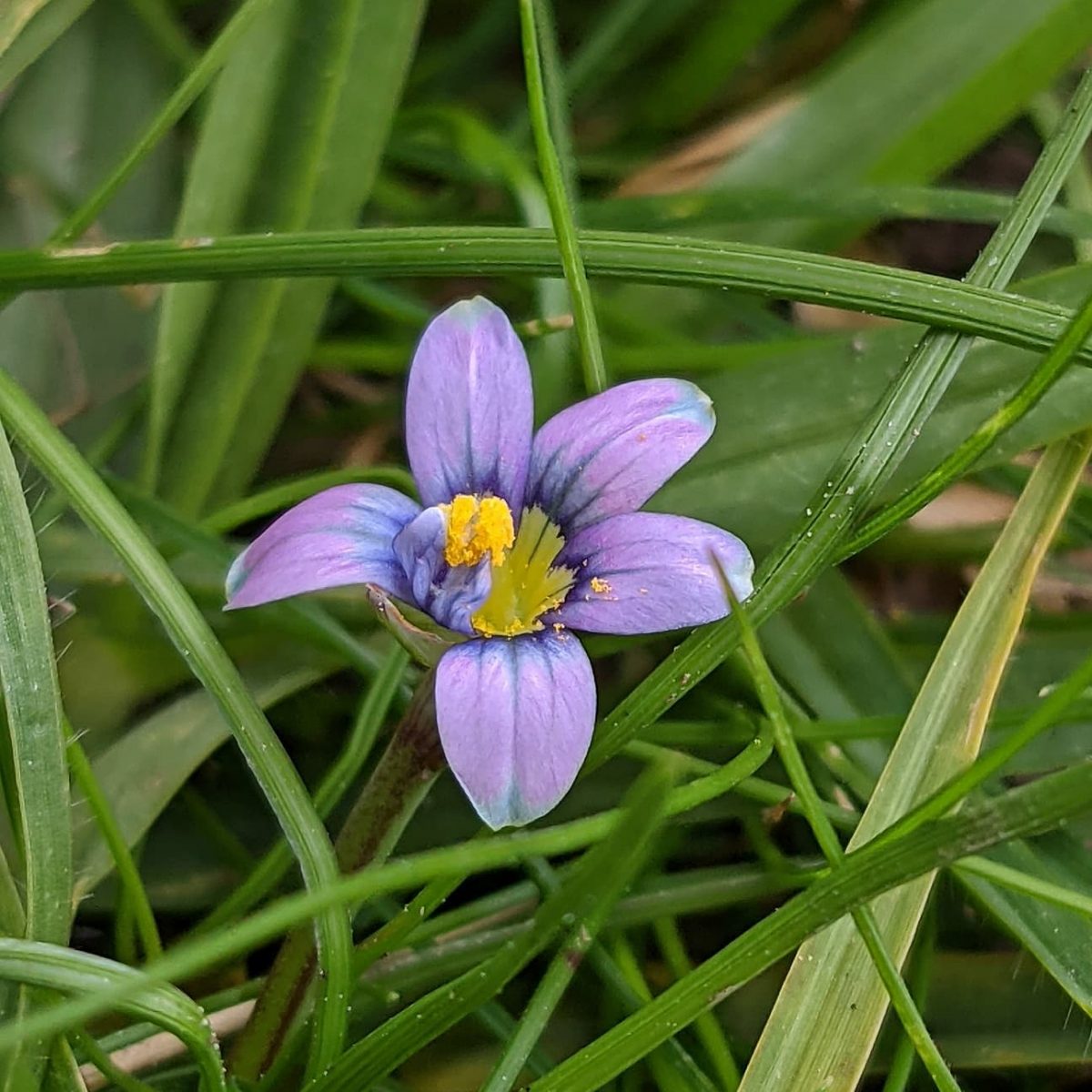 Smallflowered Onion Grass (Romulea minutiflora) Weeds of Melbourne