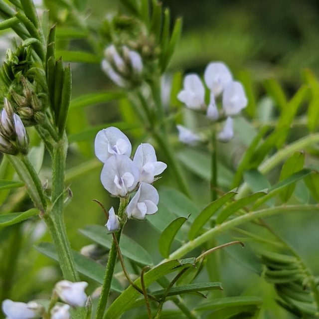 Tiny Vetch (Vicia hirsuta) – Weeds of Melbourne