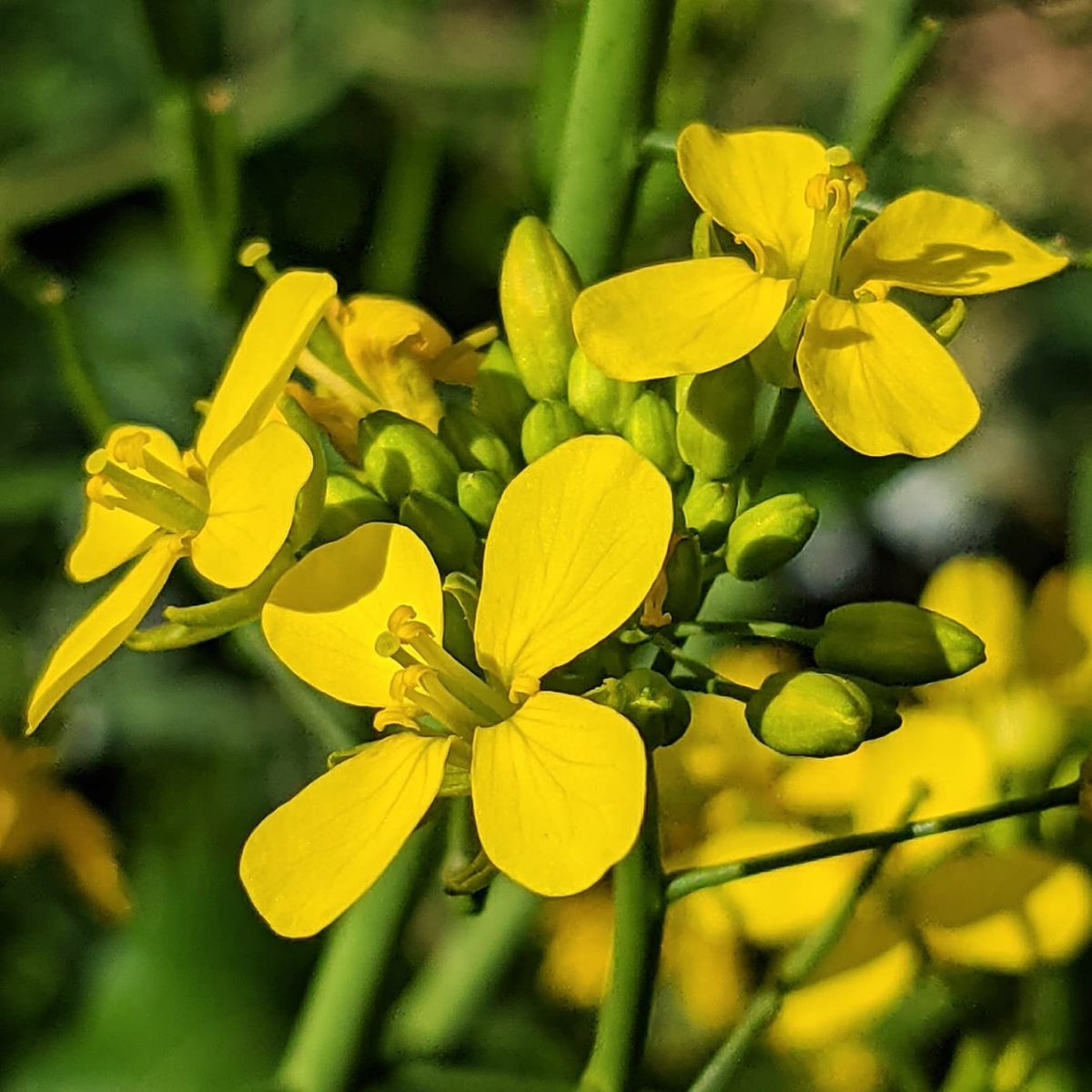 Field Mustard (<em>Brassica rapa</em>)