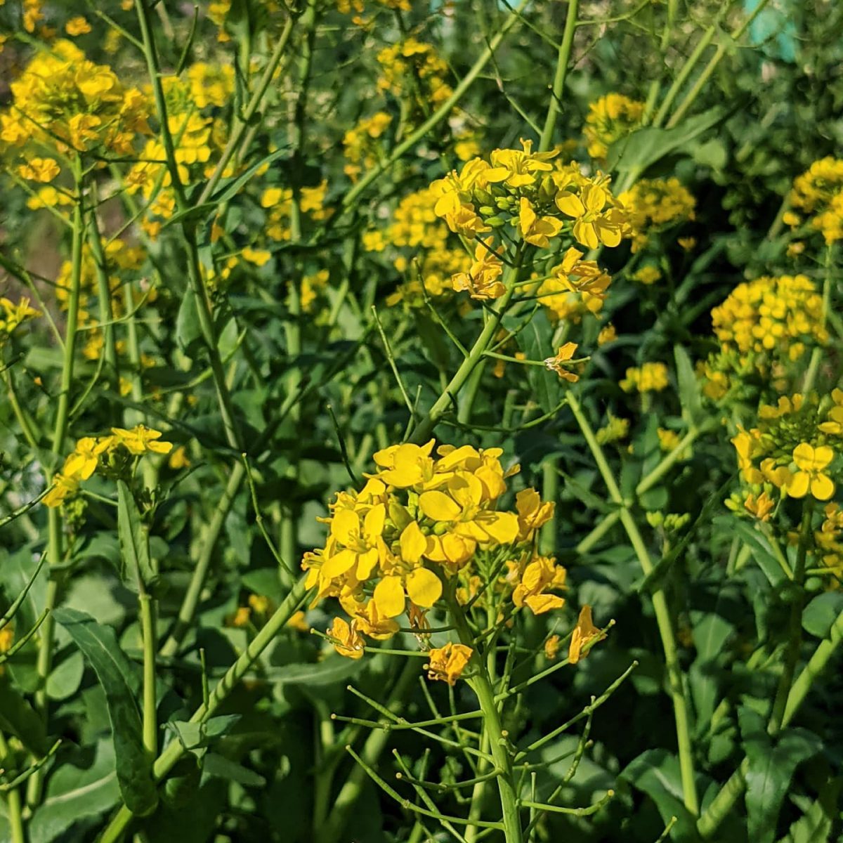 Field Mustard (Brassica rapa) Weeds of Melbourne