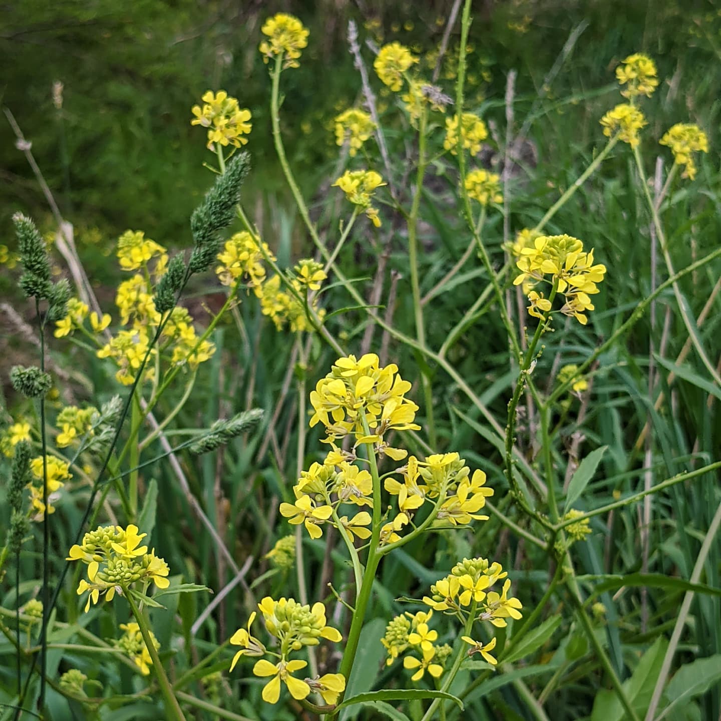Giant Mustard (Rapistrum rugosum) – Weeds of Melbourne