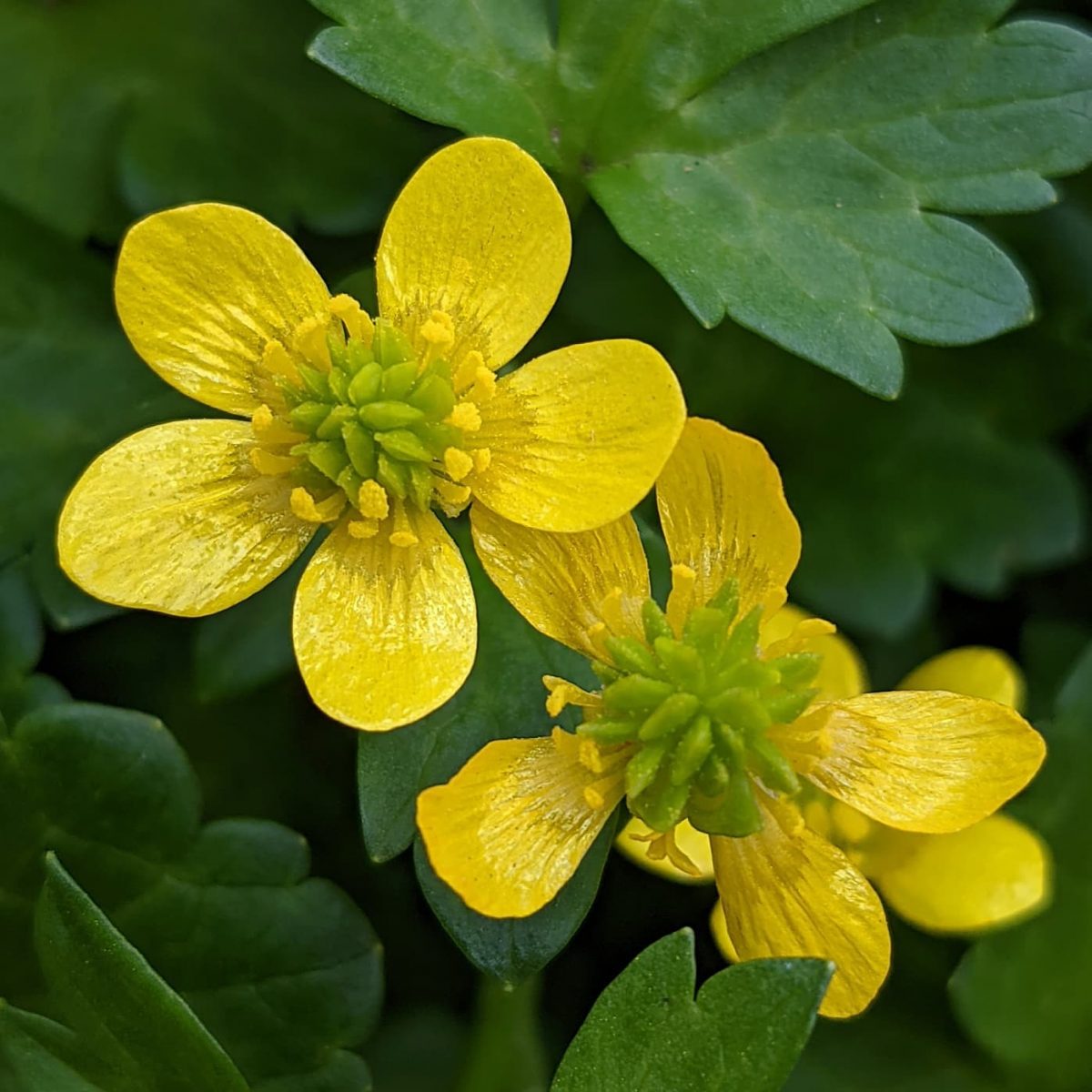 buttercup weed or flower
