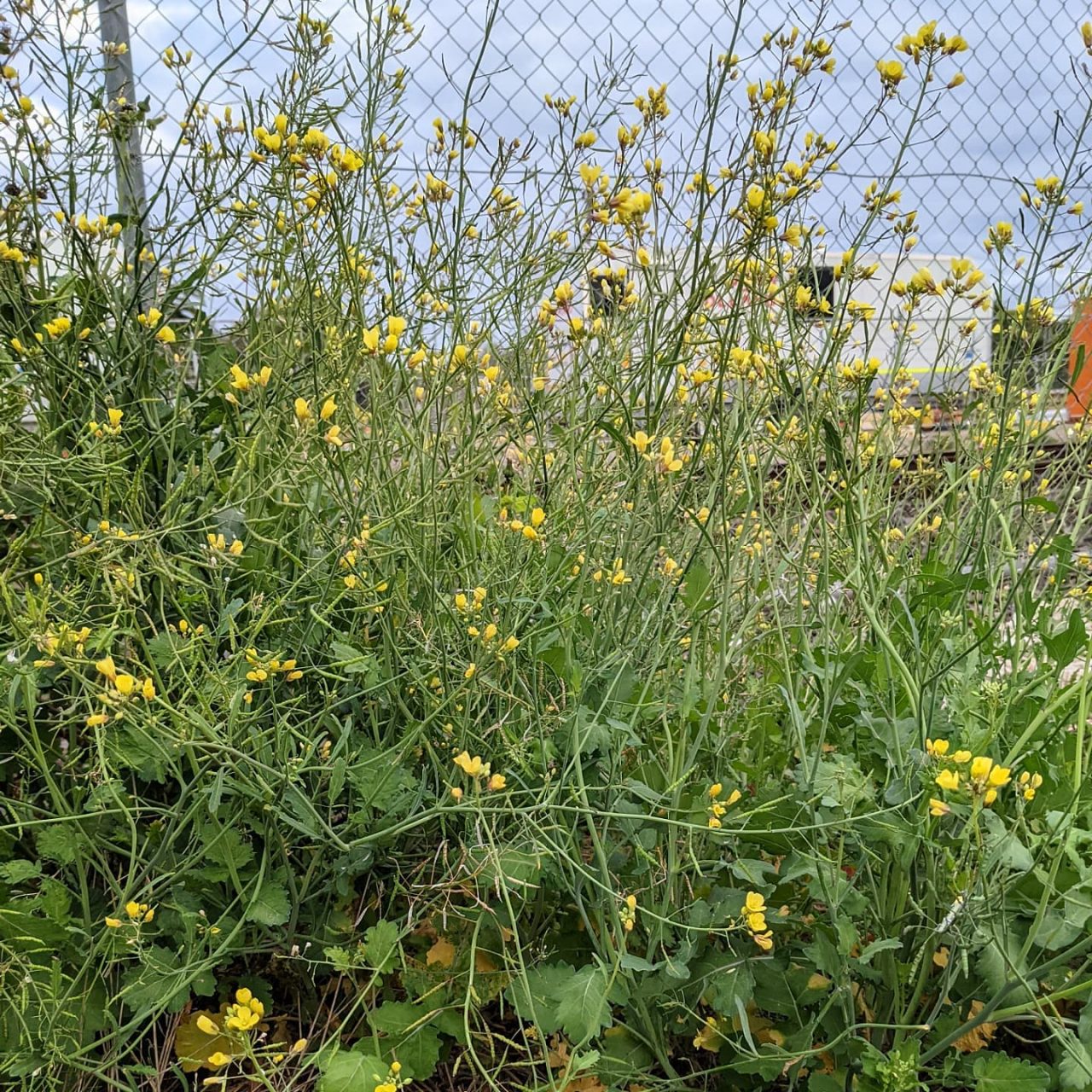 Twiggy Turnip (Brassica fruticulosa) Weeds of Melbourne