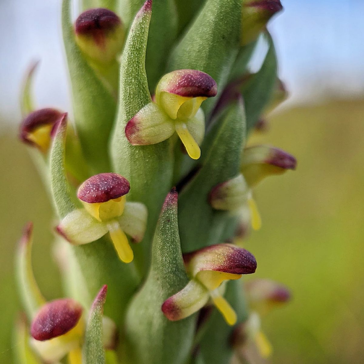 South African Weed Orchid (Disa bracteata) Weeds of Melbourne